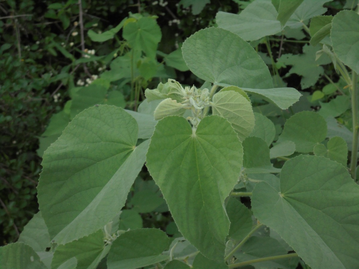 Abutilon pannosum (G.Forst.) Schltdl.